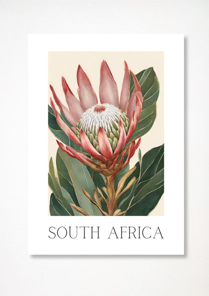 Protea Flower- Illustrated Art Print
